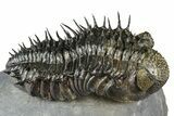 Super Spiny Drotops Armatus Trilobite - Morocco #381563-2
